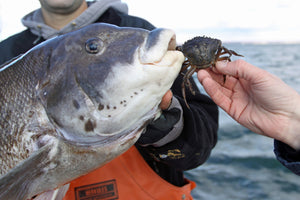 Late Fall Blackfishing