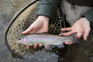 Late Winter Options on the Sweeter Side