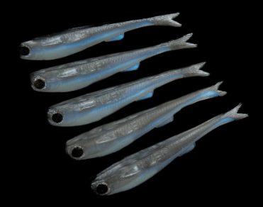 No Live Bait Needed Mullets