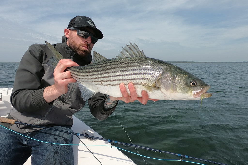 Striped bass stocked: speckled trout, flounder rules confusing