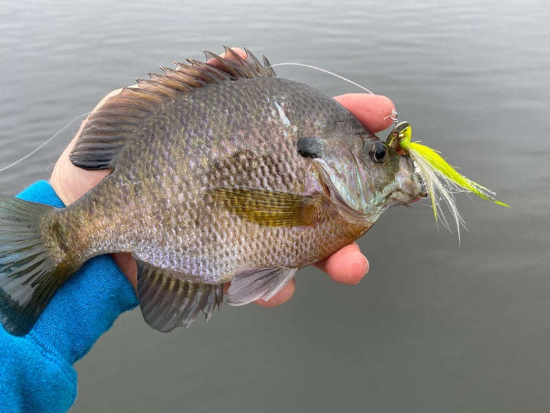 It’s Time To Target Winter Panfish – White Water Outfitters