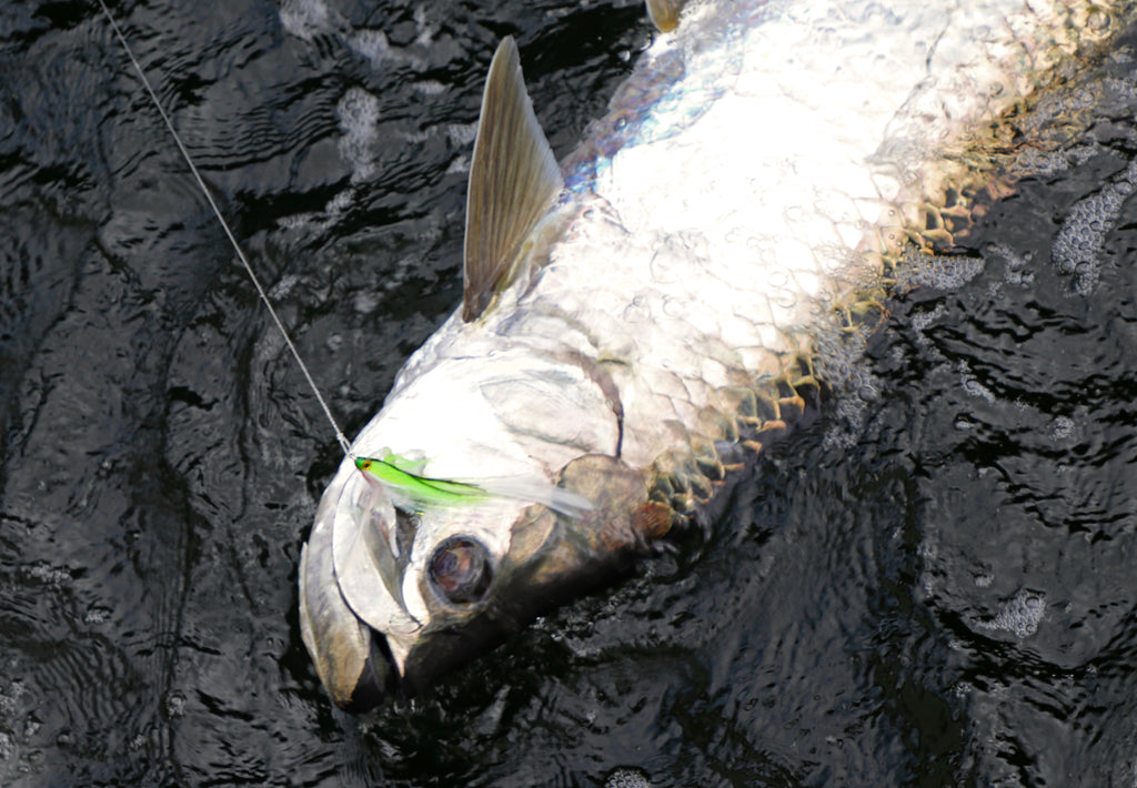 Trinidad's Open Water Tarpon Adventure