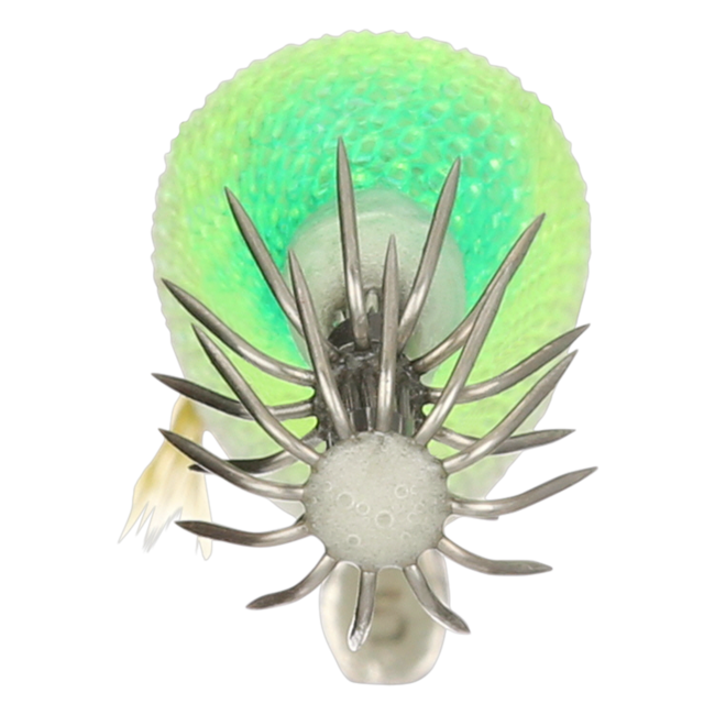 Shimano Sephia Clinch 2.5 Squid Jigs