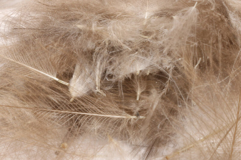 Hareline Cul De Canard Feathers
