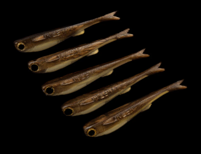 No Live Bait Needed Mullets