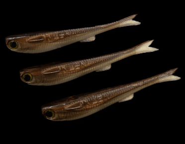 No Live Bait Needed Mullets