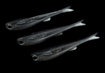 No Live Bait Needed Mullets