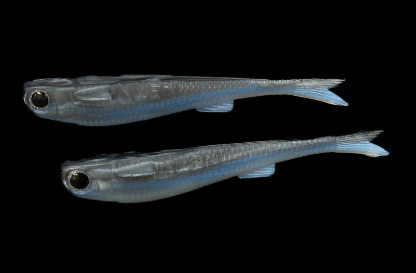 No Live Bait Needed Mullets