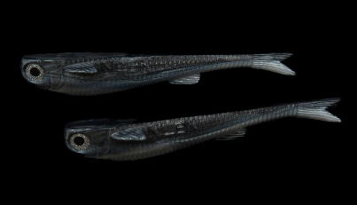 No Live Bait Needed Mullets